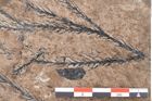 Foto (Detailansicht) von Araucaria sternbergii Goeppert (NHMW-GEO-2024-0188-8295)